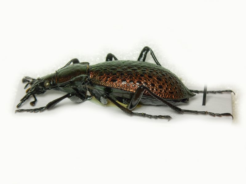 Carabus smaragdinus zhongtiaoshanus Imura & Yamaya, 1994